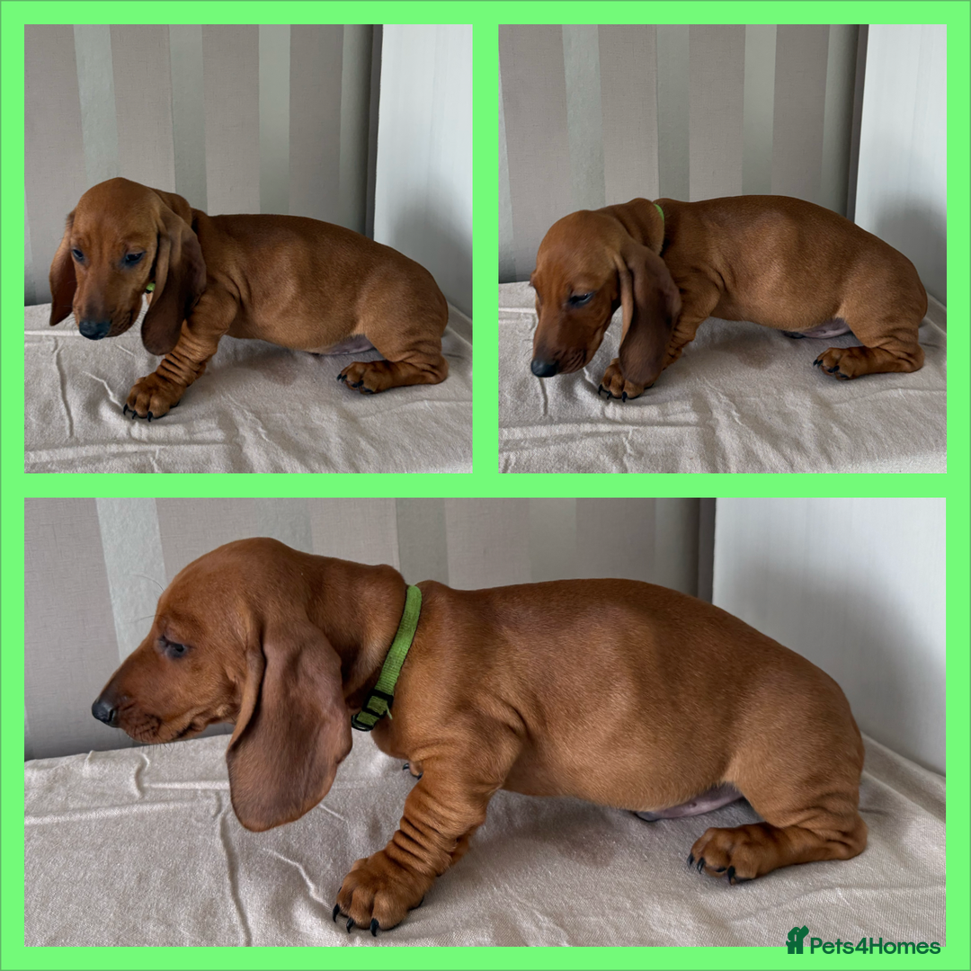 Dachshund dogs for sale: Standard dachshund puppies in Crawley - Advert 10