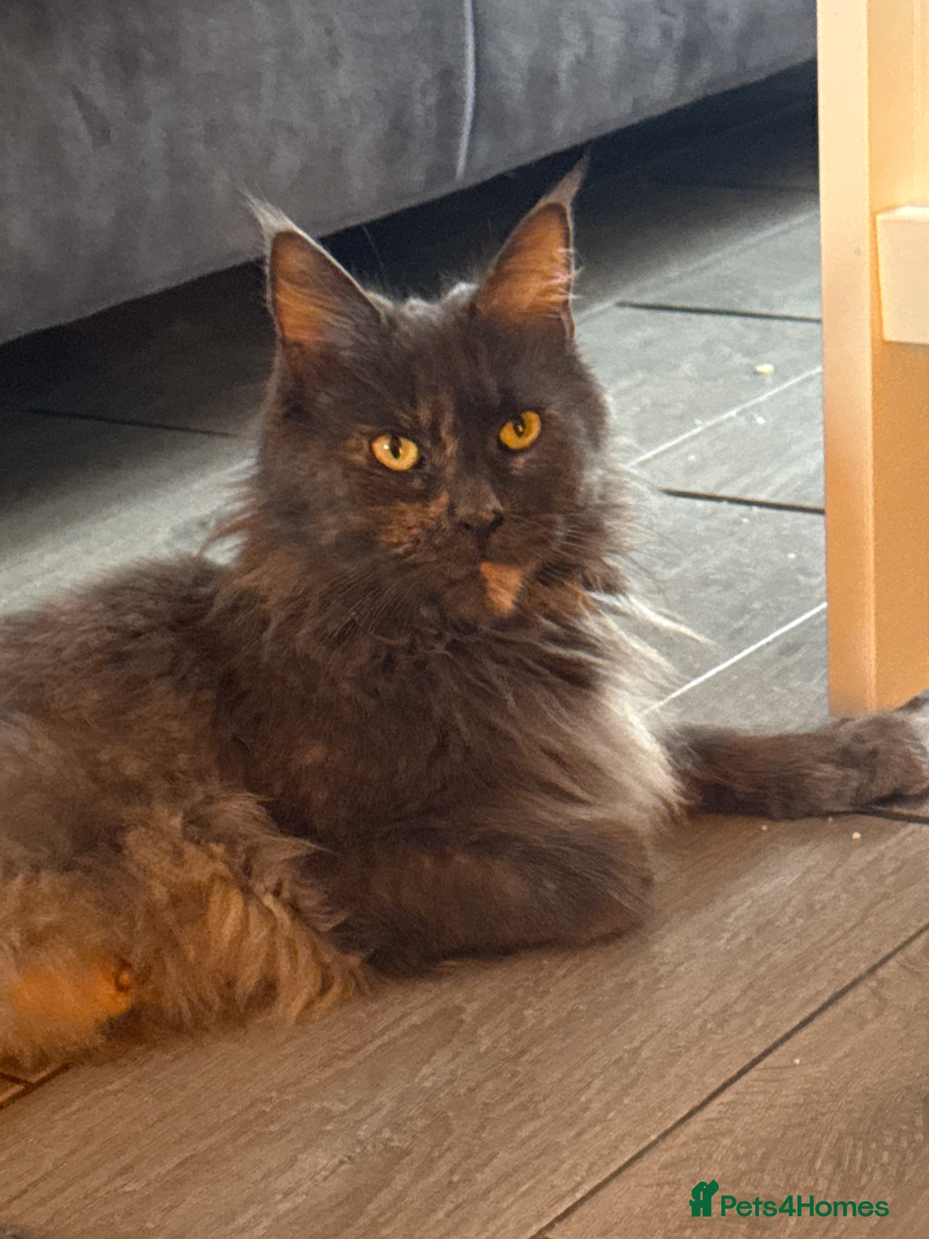 Maine Coon cats 1 black male kitten left  - Advert 15