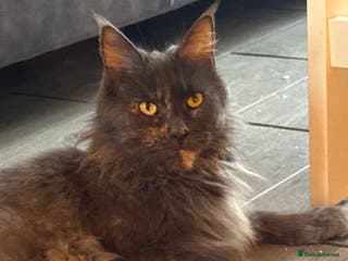 Maine Coon cats 1 black male kitten left - Advert 15