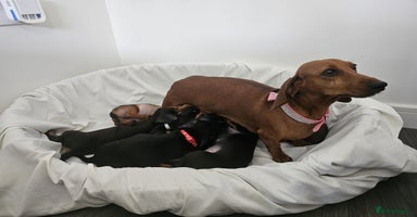 Dachshund dogs - Advert 9