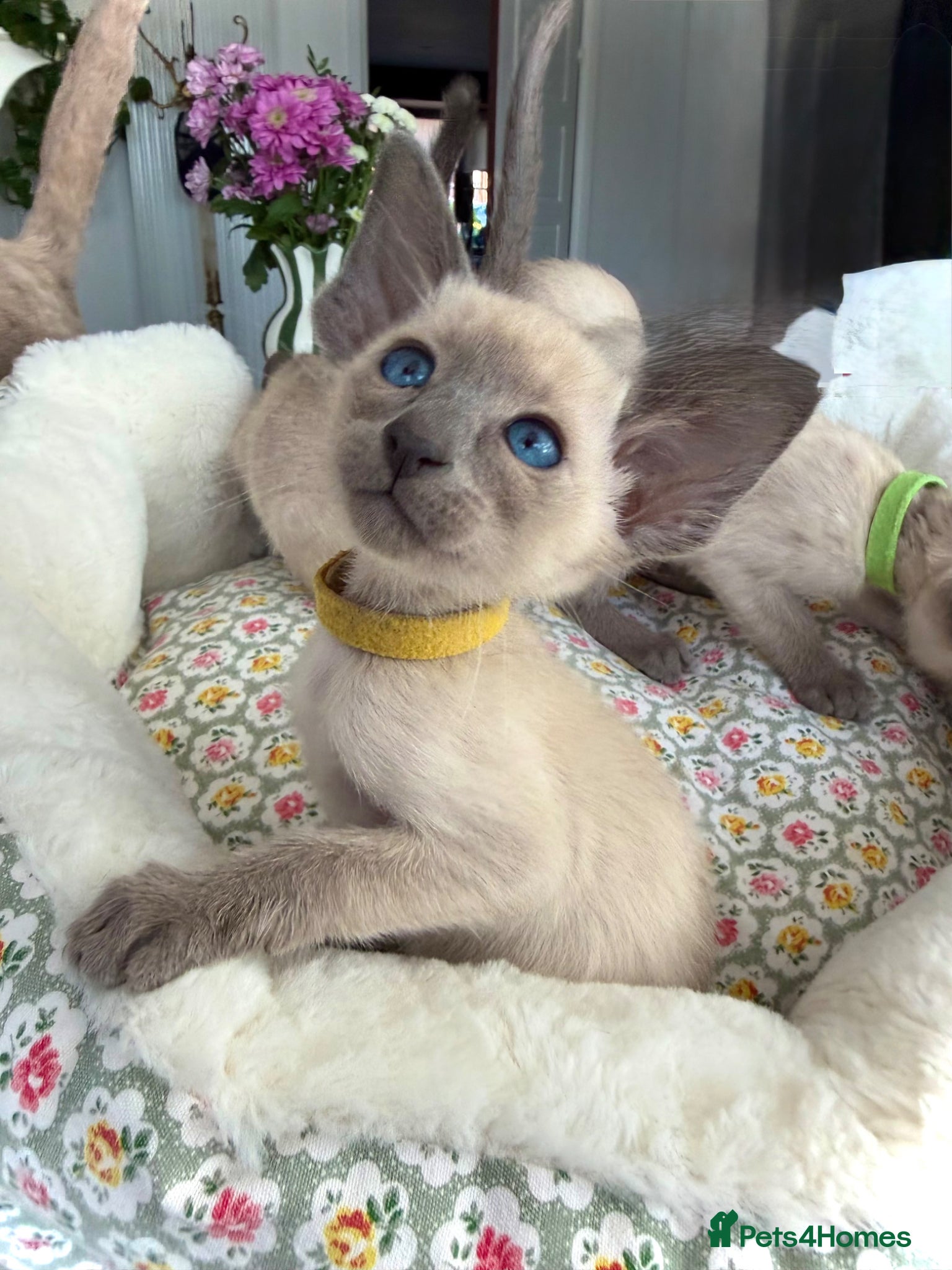 Siamese cats Pedigree GCCF Registered Siamese Kittens  - Advert 3