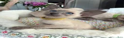Siamese cats for sale: Pedigree GCCF Registered Siamese Kittens  - Advert 3