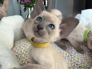 Siamese cats Pedigree GCCF Registered Siamese Kittens - Advert 3