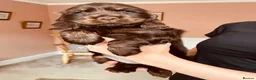 Cocker Spaniel dogs for sale: Top Quality Show cocker pups - Advert 12