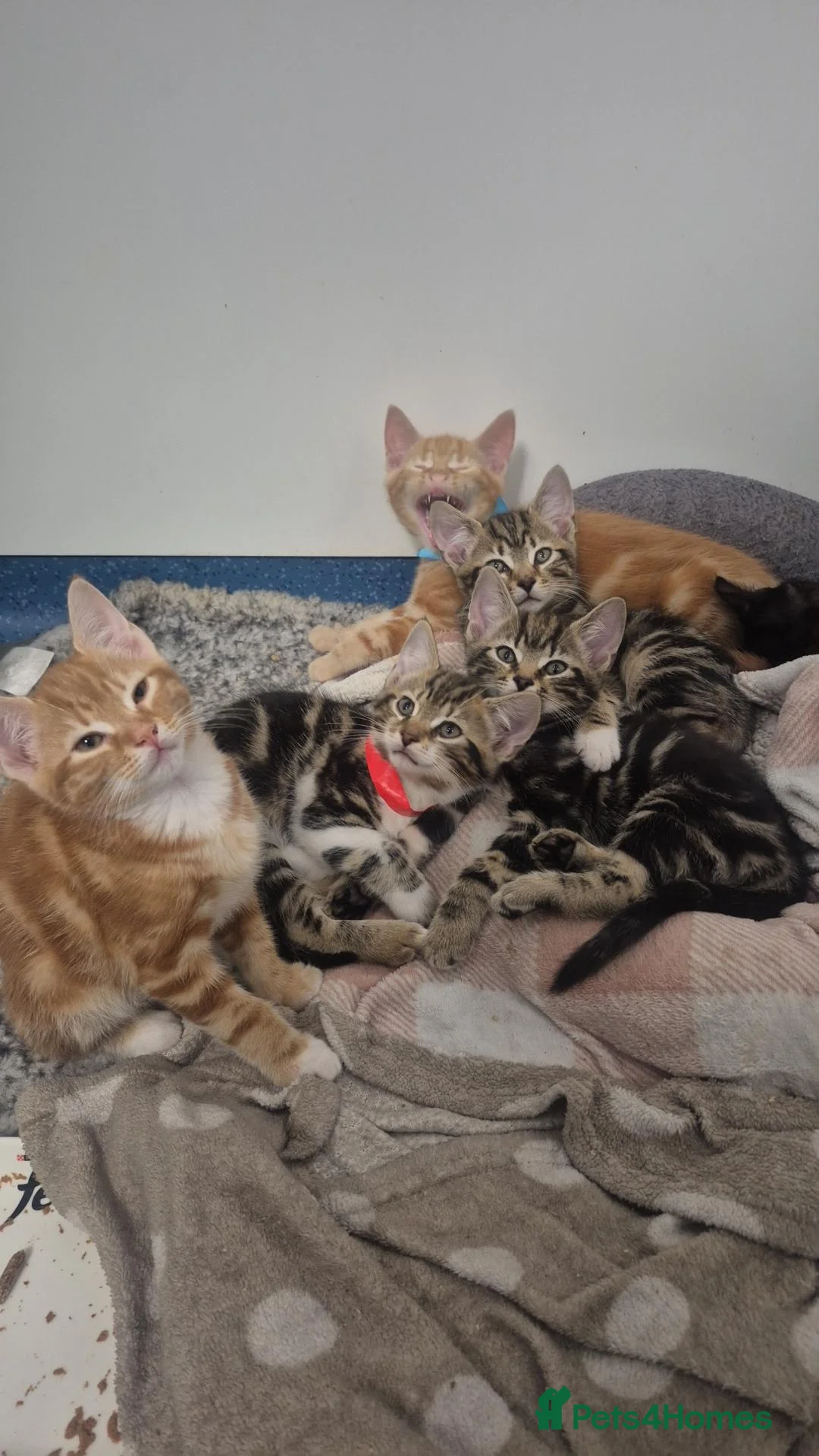 Domestic Shorthair cats for sale: One male & 1 female left. Foster kittens 😸 - Advert 2