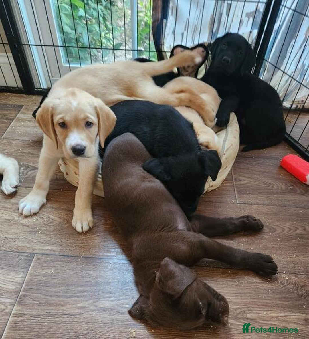 Labrador Retriever dogs for sale: kc English Labs available - Image 9