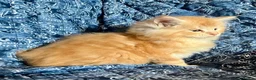 Maine Coon cats for sale: 2 Adorable Maine Coon Kittens TICA reg.  - Advert 14