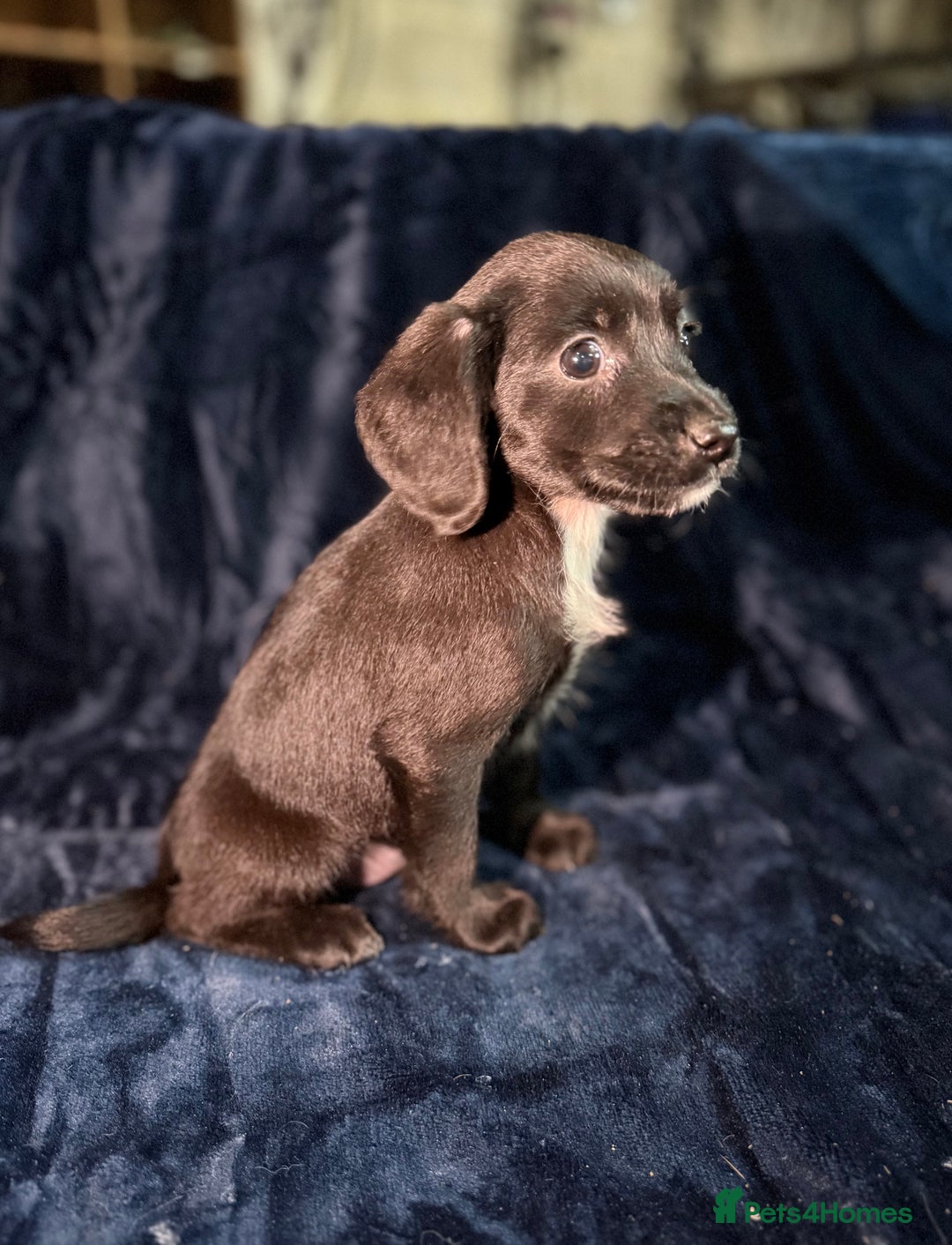 Mixed Breed dogs for sale: 3/4 spaniels 1/4 jack Russel puppy’s 🩷 - Image 17