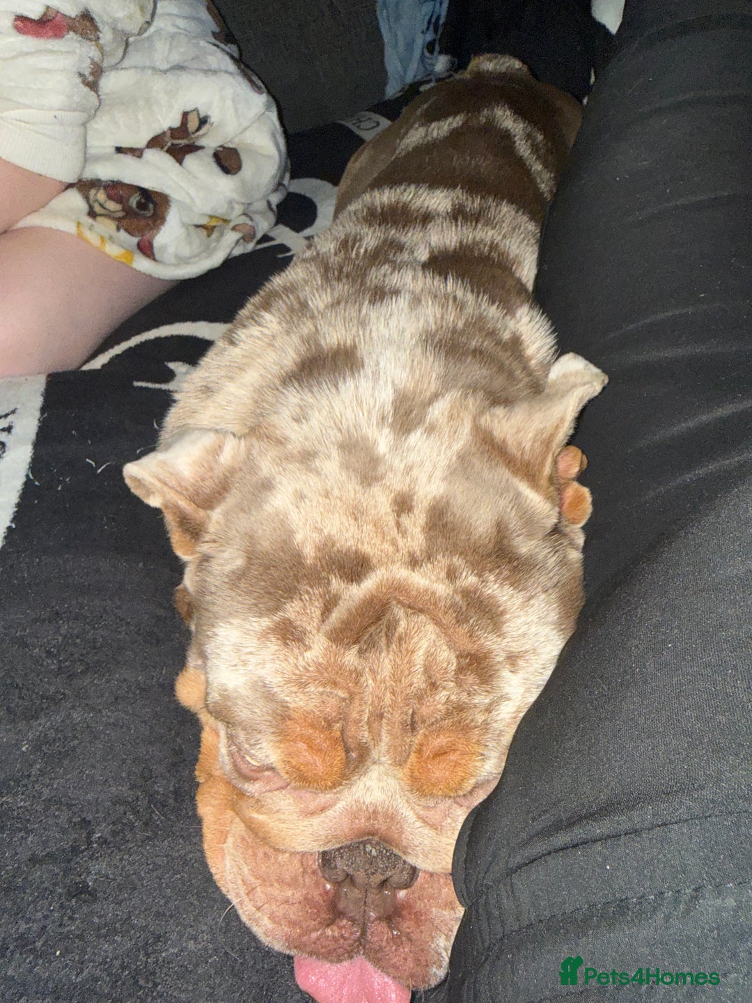 English Bulldog dogs for sale: Beautiful female English bulldog  - Advert 2