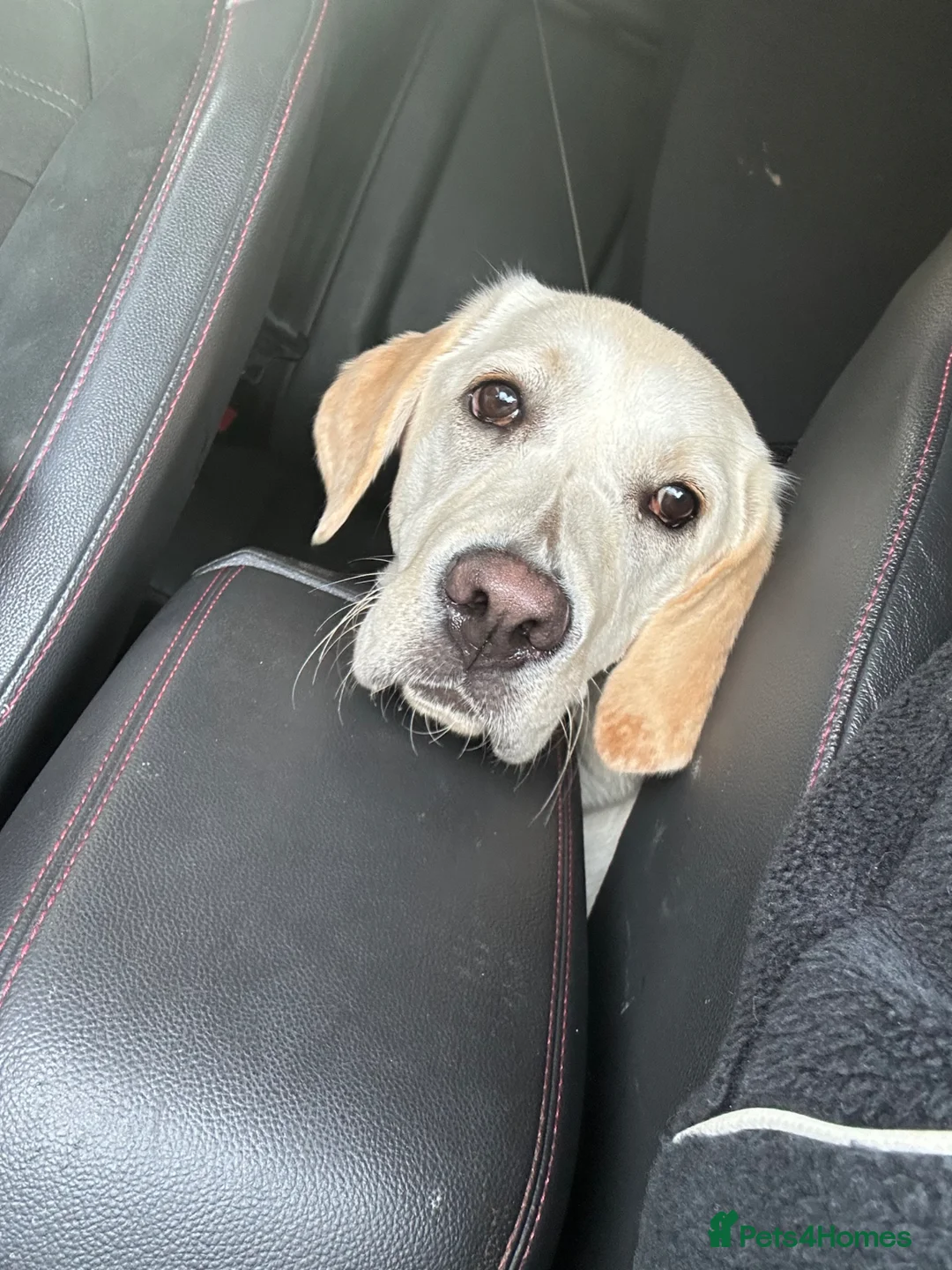 Labrador Retriever dogs for sale: Beautiful golden Labrador female age 8 months old  in Macclesfield - Advert 2
