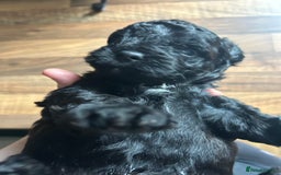 Mixed Breed dogs for sale: Shichonpoo (Teddy bear) puppies  - Image 11
