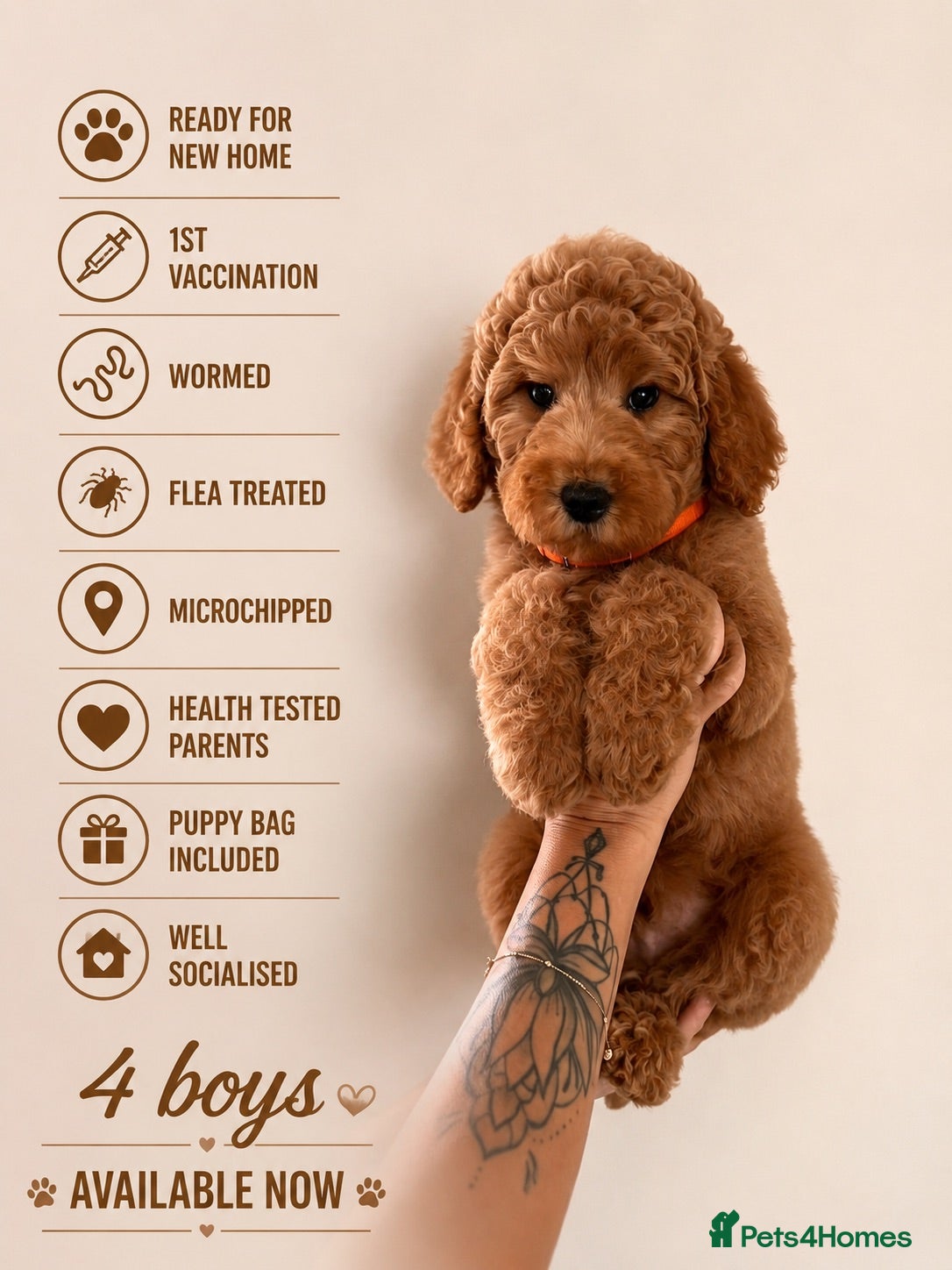 Australian Labradoodle dogs ‼️ Ready for their forever home ‼️  - Advert 3