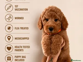 Australian Labradoodle dogs ‼️ Ready for their forever home ‼️ - Advert 9