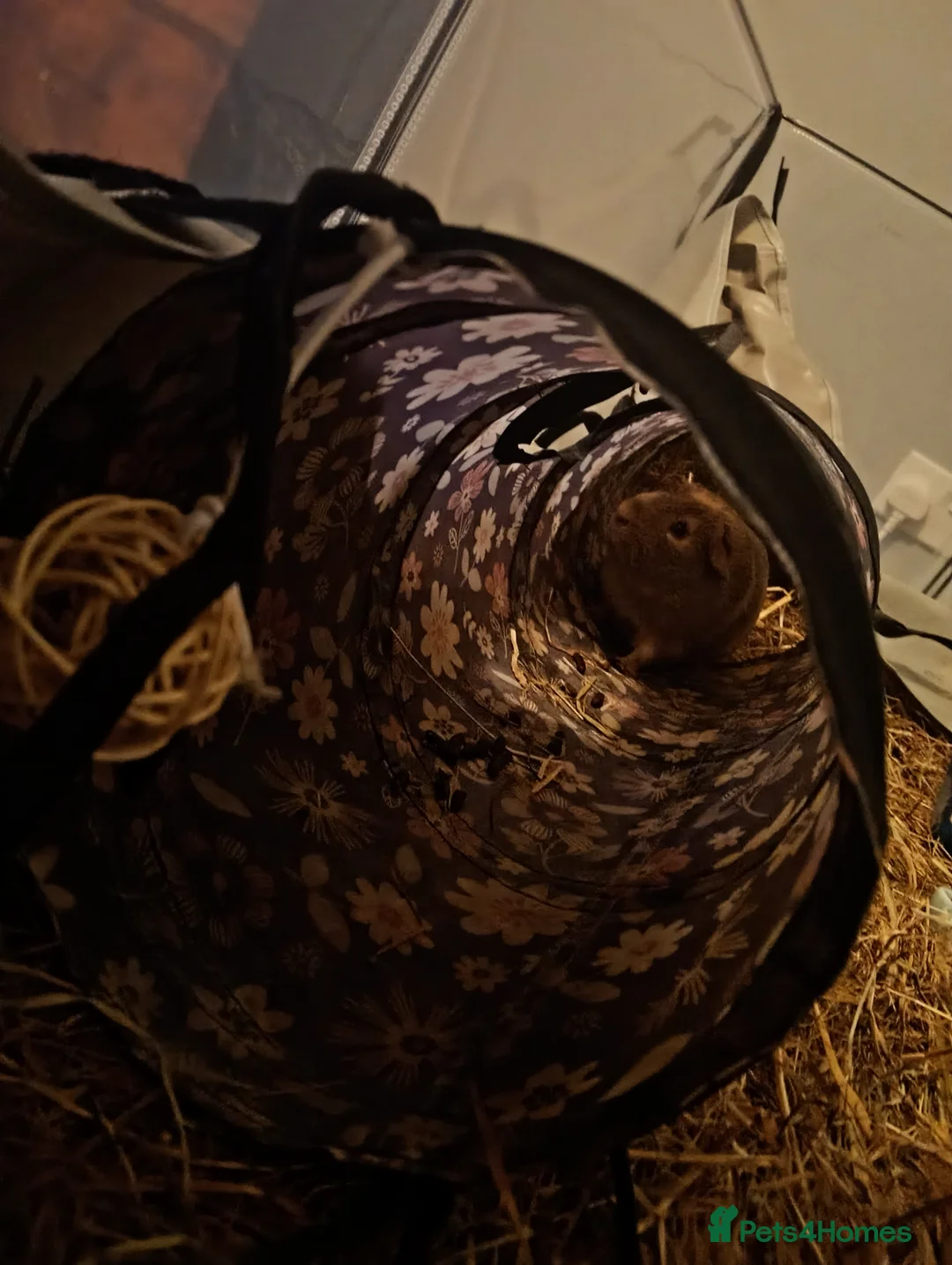 Guinea Pig rodents for sale: 2 Male Guinea Pigs - Advert 2