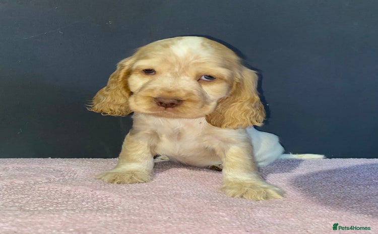 Cocker Spaniel dogs - Advert 16