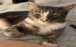 Domestic Shorthair cats for sale: 2 Male brother cats  - Image 2