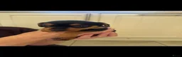 Mixed Breed dogs for sale: Litter of 5 puppies looking for loveing homes in Frodsham - Advert 6