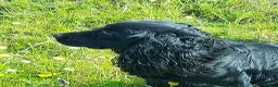 Cocker Spaniel dogs for sale: Beautiful Cocker Spaniel - Advert 6