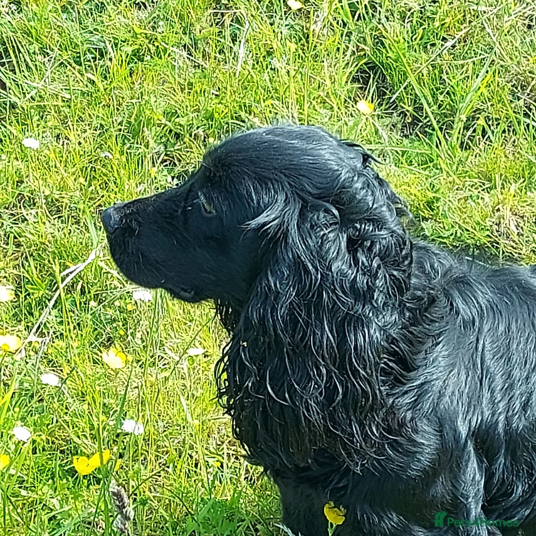 Cocker Spaniel dogs for sale: Beautiful Cocker Spaniel - Advert 6