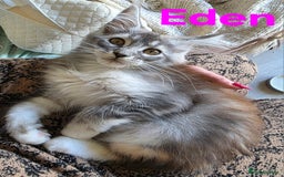 Maine Coon cats for sale: Rare Pure Breed Mainecoons - Image 10