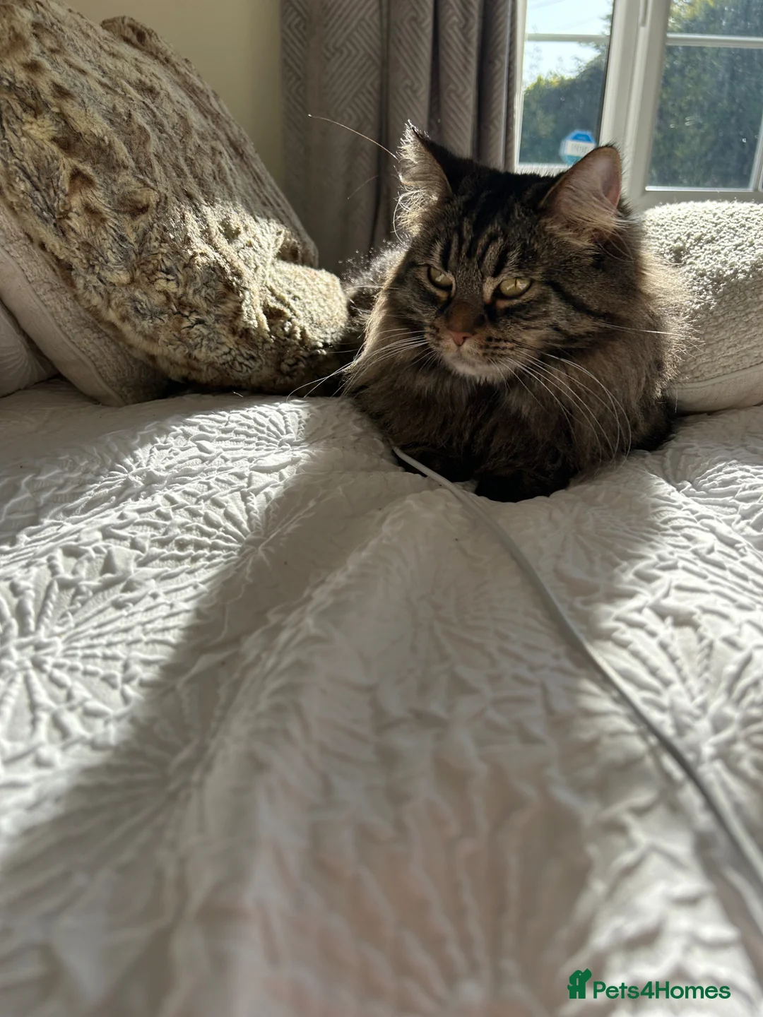 Mixed Breed cats for sale: Tilly - Advert 5