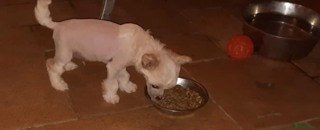 Chinese Crested dogs for sale: Chinese Crested HHL Dog Puppy - Advert 2