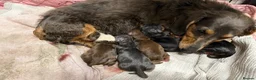 Miniature Dachshund dogs for sale: Miniature Dachshund 5 ⭐ License 5 ⭐ reviews - Advert 6