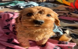 Cockapoo dogs for sale: Beautiful cockapoo girl puppy  - Image 3