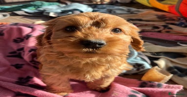 Cockapoo dogs - Advert 6