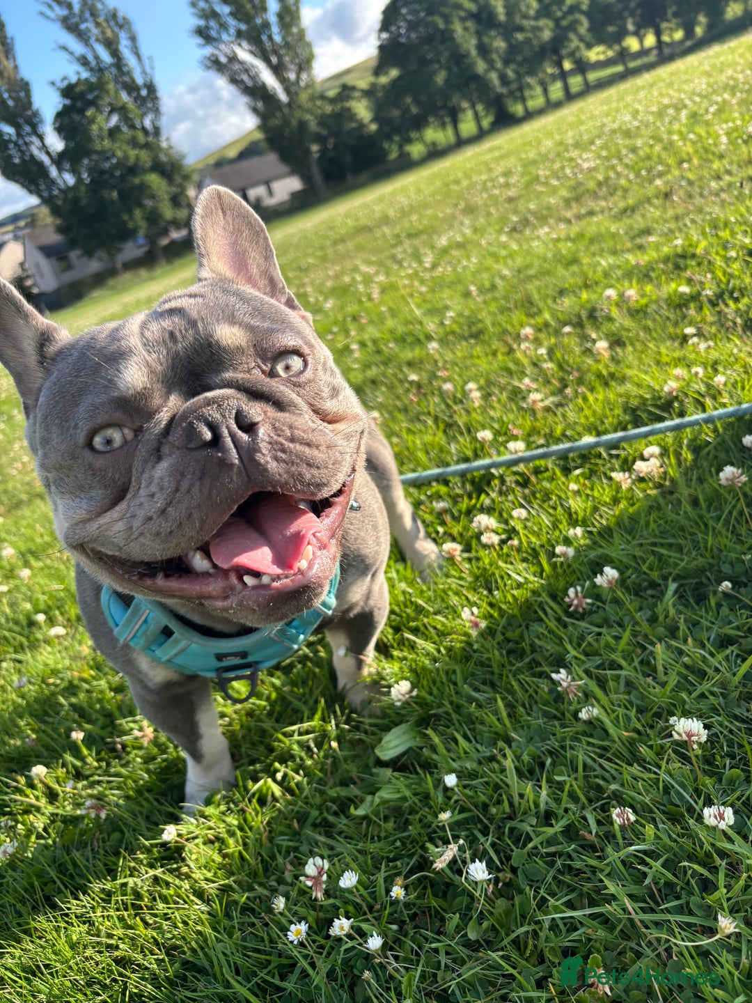 French Bulldog dogs for stud: blue and tan french bulldog stud - Advert 4