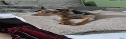 Russian Toy Terrier dogs for stud: PRAGUE RATTER boy for stud - Advert 7