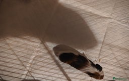 Guinea Pig rodents for sale: male baby guineapigs  - Image 4