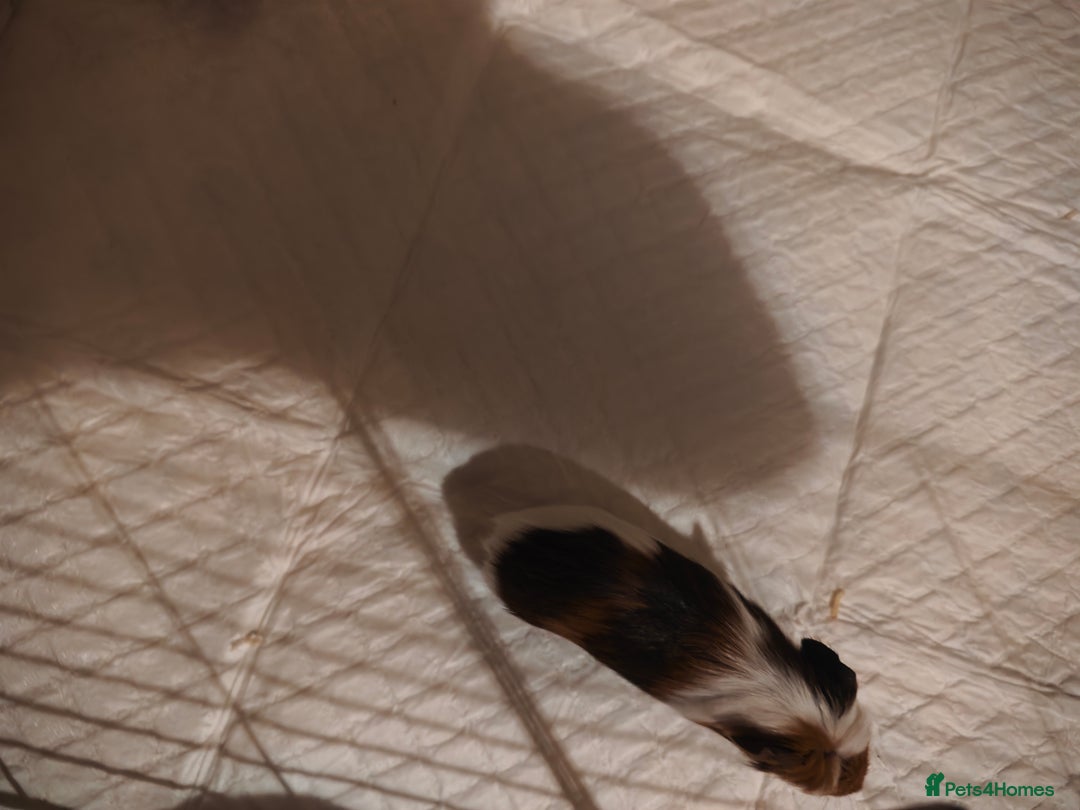 Guinea Pig rodents for sale: male baby guineapigs  - Image 4