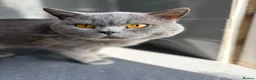 British Shorthair cats for sale: Stunning BSH male and female kittens.. READY NOW!  - Advert 5