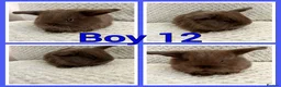 Mini Lop rabbits for sale: Mini lop babies  - Advert 11