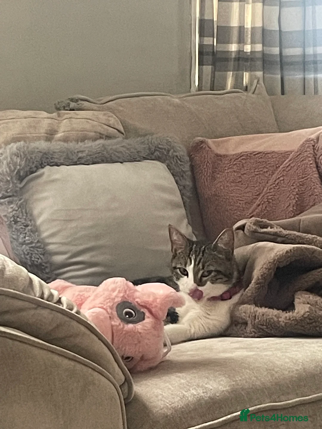 Mixed Breed cats for sale: Luna needs a new home  - Advert 4