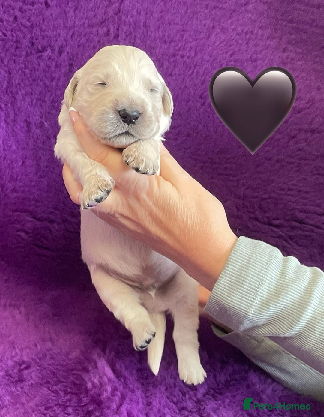 Golden Retriever dogs for sale: KC Reg Cream Boys from health tested parents.  - Image 17