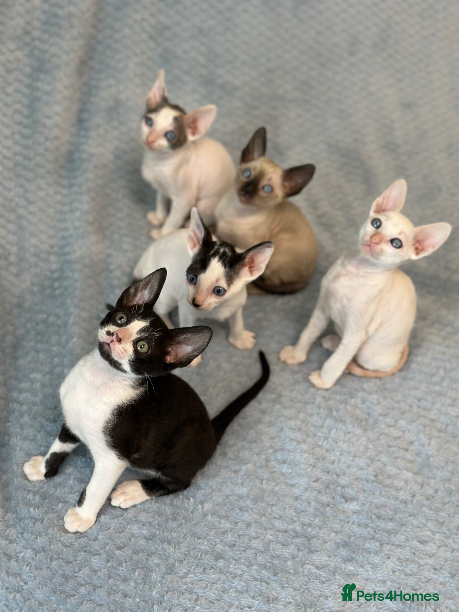 Cornish Rex cats 🐾Adorable Cornish Rex Kittens – Now Reserving🐾 - Advert 2