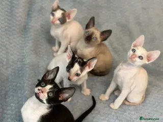 Cornish Rex cats 🐾Adorable Cornish Rex Kittens – Now Reserving🐾 - Advert 2