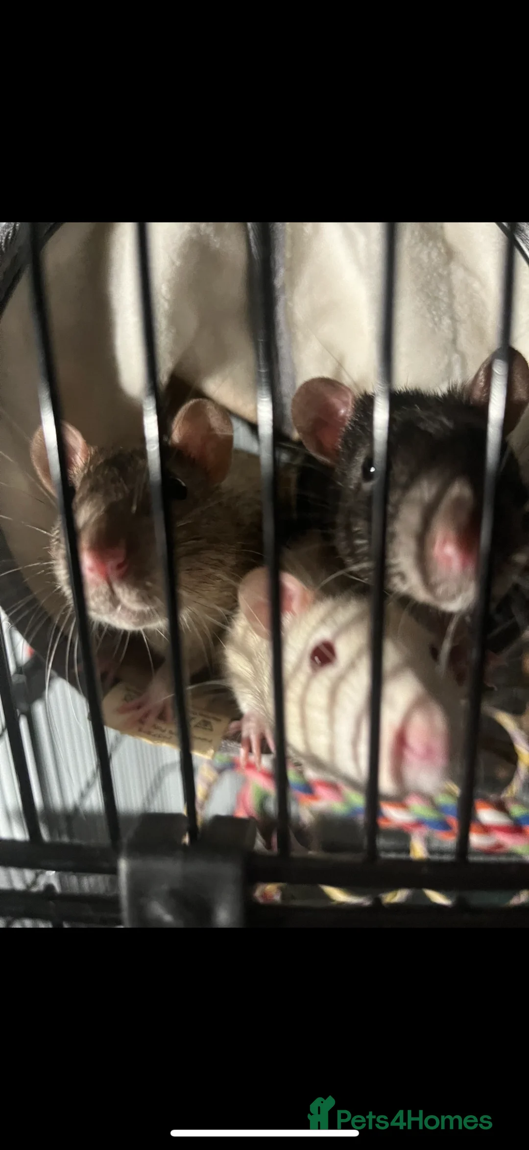 Rat rodents for sale: Albino white rat - Advert 3