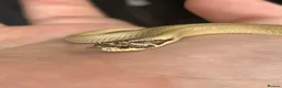 Snake reptiles for sale: Stunning superconda hognose snake male with viv - Advert 1