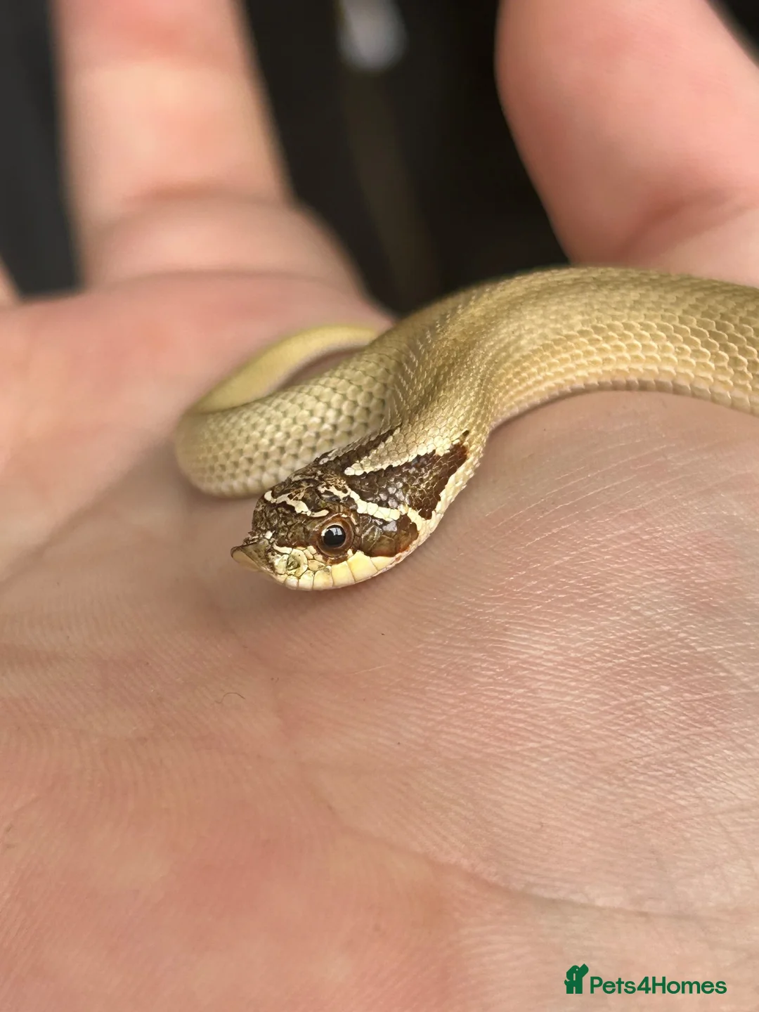 Snake reptiles for sale: Stunning superconda hognose snake male with viv - Advert 1