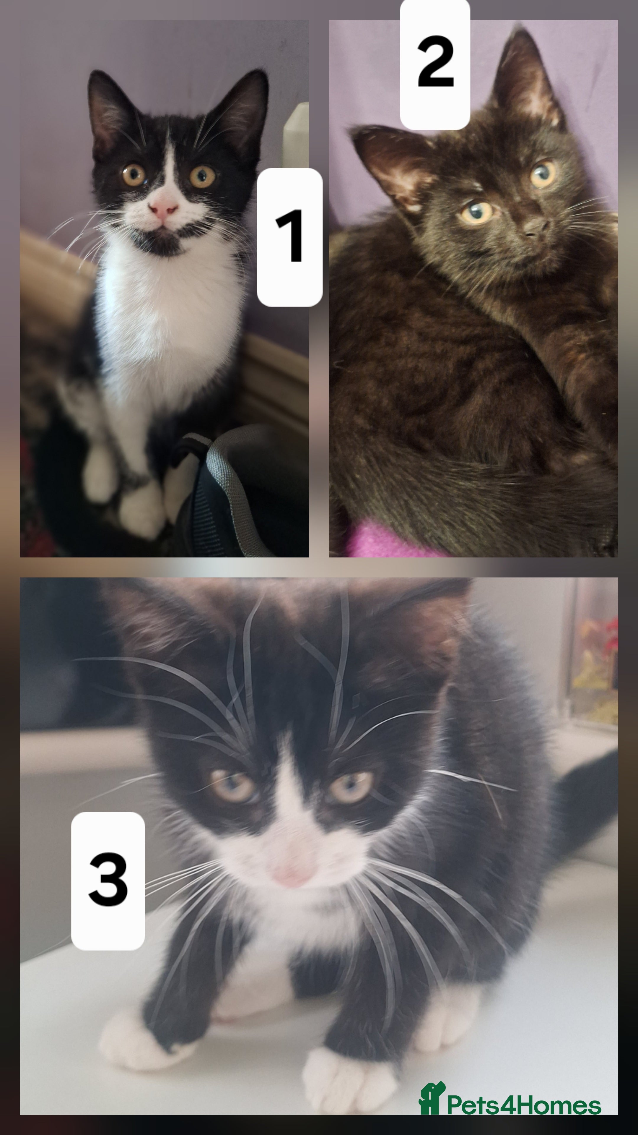 Mixed Breed cats Very nice kittens,3 males - Advert 4