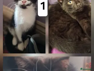 Mixed Breed cats Very nice kittens,3 males - Advert 1