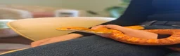 Corn Snake reptiles for sale: Corn snake with vivvarium in Ivybridge - Advert 26