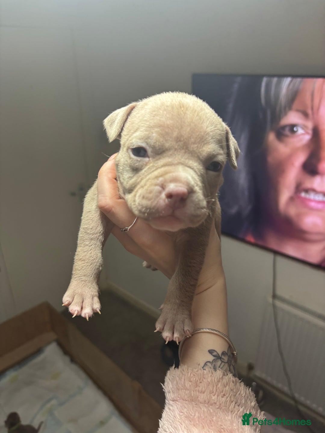 American Bully dogs for sale: Pocket Bully Puppies - Advert 20