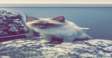 Ragdoll cats - Advert 5