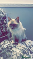 Ragdoll cats - Advert 15