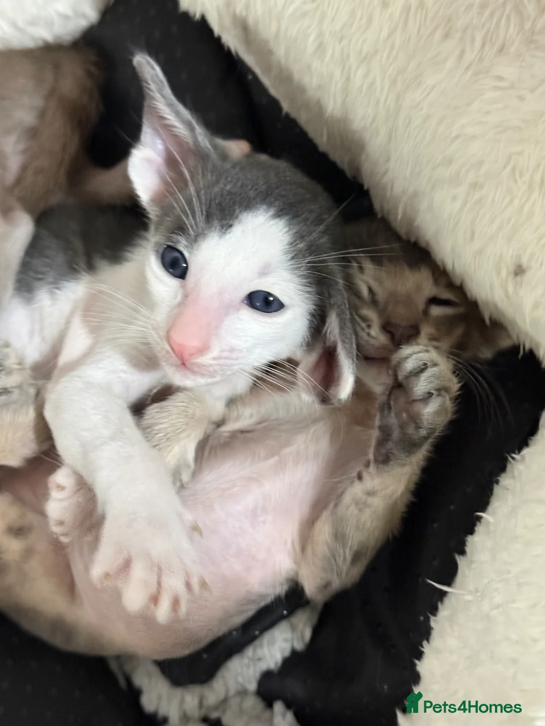 Oriental cats for sale: SHOW QUALITY GCCF ORIENTAL SHORTHAIR KITTEN - Advert 10