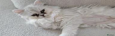 Persian chinchilla Boy piccolino 